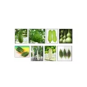 【蔬菜工坊】絲瓜.苦瓜.匏瓜.冬瓜種子系列-各包裝數量詳見內文及(芋頭冬瓜 蘋果絲瓜 葫蘆匏瓜)