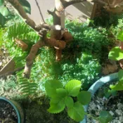 翠雲草（卷柏科卷柏屬）又名：藍草、翠羽草、藍地柏。蕨類植物