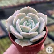 一吋迷你盆【玉蝶🦋】多肉植物|多肉|景天科｜療癒小物| 組盆|可愛|［Xuan肉園］