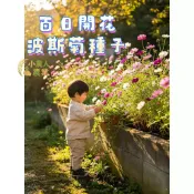 四季波斯菊種子 格桑花種子 大波斯菊 Cosmos 百日開花 陽台庭院盆栽 新手易種 純潔之花 幸運花 開花機器花草種籽