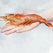 紅毛港海鮮市集 阿根廷 船凍 黑盒牌 頂級天使紅蝦 L1 L2  紅蝦 日本料理 可生食等級