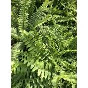 波士頓 腎蕨｜3吋盆～空氣淨化蕨類植物⋯