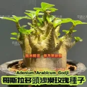 👍🎇【哥斯拉沙漠玫瑰種子】Adenium Arabicum Godji 稀有品種 哥斯拉 沙漠玫瑰種子 多頭矮化沙漠種子