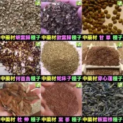 🍀㊣中藥種子 當歸 岷當歸 歐當歸 甘草 何首烏 蛇床子 穿心蓮 杜仲 黨蔘 板藍根 中藥材植物種子 可盆栽 岷當歸種子