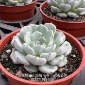 沅鈺農場   多肉植物   黑爪交種(大)