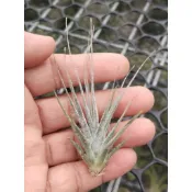 綠房子空氣鳳梨 Tillandsia ehlersiana 河豚