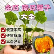 南瓜種子 東昇南瓜 栗子南瓜 日本南瓜 金瓜 觀賞&食用 四季可種 園藝植作 農家高產 陽台盆栽 爬藤瓜果  蔬菜種子
