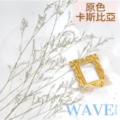 《 WAVE Design 》現貨 原色 卡斯比亞 乾燥花素材 情人草 天然乾燥花 植物果實 花材 花藝材料 拍照道具