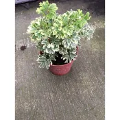 雪花福祿桐 /3吋盆特價50元