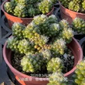 沅鈺農場   多肉植物   葡萄吹雪