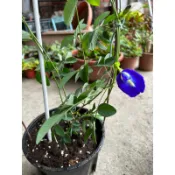 蝶豆花三寸苗（含盆寄送）