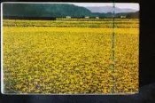 華航撲克牌