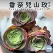 🌵✧植得栽✦ 【香奈兒山玫】景天科/韓國多肉/山地玫瑰/多肉/韓國進口多肉/植栽/植物/盆栽/Succulents/療癒