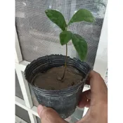 神秘果苗土球包5棵一組好種植，量多促銷價