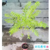 初花農場2店|苗木|過山香|2寸盆｜林木植物|實生苗｜冬天習性全落葉｜
