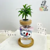 【理想小品】羅漢松【現貨】水耕盆栽 玻璃圓柱瓶 無土種植 簡單種植 觀葉植物 室內植物 玻璃飾品 創意花盆 盆栽