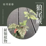 植得｜槲蕨·狼尾蕨·骨碎補｜可食用蕨類植物