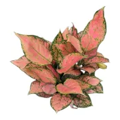 (店+)開心農元-觀葉植物- 紅翡翠粗勒草