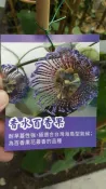 ╭＊田尾玫瑰園＊╯新品種水果苗-(香水百香果)200元