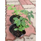 重瓣蝶豆花 食用花（3吋）末圖開花照