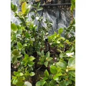 小果苦茶苗蝦取宅配 大果苦茶苗高約40公分豐產白花滿4盆出貨可合併其它品項