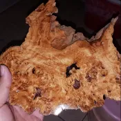 極品台灣艽芎釘子瘤鳳尾閃