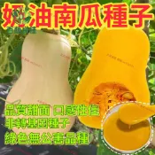 奶油南瓜種子 栗子南瓜 西洋南瓜 日本南瓜 家庭菜園 瓜果種子 庭院栽種 陽台盆栽 爬藤植物 自種蔬菜 有機栽培