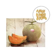 (店+)【蔬菜之家】大包裝I11-1.愛蜜莉洋香瓜種子15顆植株強建，強耐白粉病，肉厚子腔小