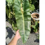  橘柄（橘梗）蔓綠絨 Philodendron billietiae/雨林植物/ Philodendron