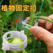 (店+)植物固定扣 番茄 卡扣 嫁接夾 瓜果扣 南瓜夾 綁枝 藤蔓夾 幼苗夾 植物夾 哈密瓜夾 絲瓜夾 綁蔓夾 蘭花夾 水果夾