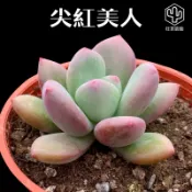 [狂買園藝] 多肉植物 尖紅美人 3寸盆 /景天科/仙人掌/送禮小物/婚禮小物