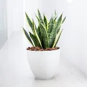 【室內盆栽】虎尾蘭盆栽 (大) 觀葉植物 盆栽 開幕送禮 喬遷送禮
