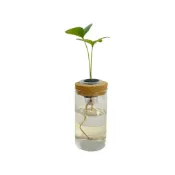 (店+)【理想小品】幸運樹【現貨】水耕盆栽 玻璃圓柱瓶 無土種植 簡單種植 觀葉植物 室內植物 玻璃飾品 創意花盆 盆栽