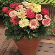 森禾|🏵️（28款 重瓣非洲菊種子） 菊花種子 四季易種活 陽臺室內室外盆栽花卉種子懶人易種 觀賞七色花多年生草本花種