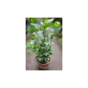 (店+)木槿花盆栽 8吋盆 木芙蓉 多種花色 寵物植物 室外植物