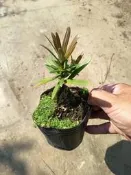 芳苑樹花苗農場  名稱：紫金羅漢松