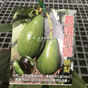 嘉選四號 酪香一號 勿直接下標 白心尾 酪梨 早生酪梨 A花 轉色 嫁接苗 酪梨苗 酪梨樹 加選四號 嘉選4號 加選4號
