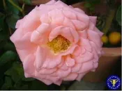 ╭＊田尾玫瑰園＊╯玫瑰花--(黛安那)