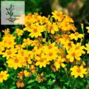 百花園藝 🌿台灣現貨芳香萬壽菊種子｜香草驅蚊泡茶都OK｜陽台盆栽新手也能種｜甜香好聞耐熱好養｜四季可種多年生｜快來打造