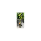 (店+)花森好市-水果苗**愛媛果凍橙**愛媛蜜柑(紅美人)4.5吋盆/高30-50cm/皮薄汁多 酸甜可口