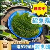 🔥超惠購📢超值促銷🔥海葡萄愛尚港鹽漬 100g/袋 可食用海藻 休閒小吃