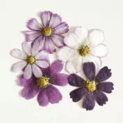 波斯菊格桑花壓花，單色6朵與混色10朵裝