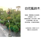 心栽花坊-白花風鈴木/8吋/嫁接苗/秋冬會落葉/綠籬植物/觀花植物/綠化環境/行道樹植物/售價1500特價1200