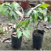 雲秀水果苗-玉荷包荔枝苗