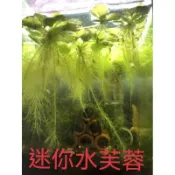 買10送2【一珠5元 迷你水芙蓉 豹紋圓心萍 圓心萍】水上漂浮植物 造景 水族箱 水池 淨水 綠意裝飾!