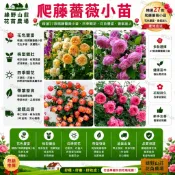 台灣現貨🌹【爬藤玫瑰花苗】🌹 玫瑰花苗帶葉子 薔薇藤 月季花苗 玫瑰花苗 特大花 濃香型 庭院 陽臺 盆栽四季爬藤植物