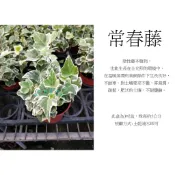 心栽花坊-常春藤/長春藤/3吋/斑葉常春藤/觀葉植物/室內植物/小品幼苗/特價60
