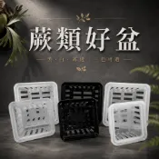 【園藝好好買】快速出貨  蕨類好盆 六吋 八吋 1尺 蕨類 氣根蘭花 食蟲植物 空氣鳳梨 蕨類植物 方盆 透氣盆
