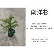 心栽花坊-南洋杉/小葉南洋杉/限量/2吋盆/松杉柏檜/綠化環境/綠離植物/聖誕節必備/特價60