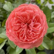 《夏日花火》 🈶貨 🌹 玫瑰花盆栽苗 🌹 玫瑰苗 🌹 玫瑰花苗 🌹 玫瑰盆花 🌹玫瑰花🌹